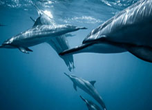 CBA俱乐部杯-塔克48分 广厦逆转吉林晋级四强